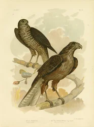 Strahlender Habicht, 1891